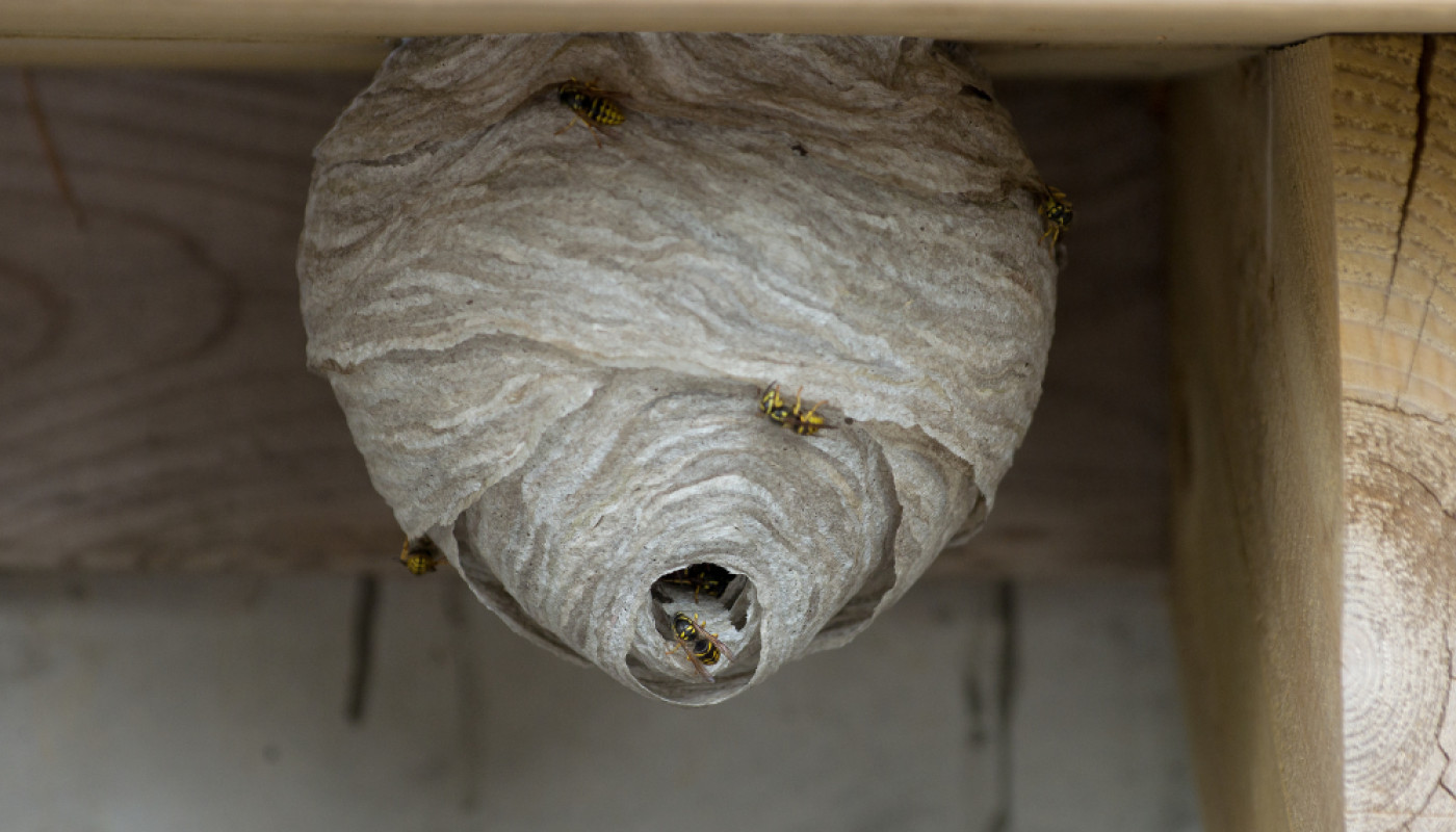 Comment savoir si un nid d’insectes est encore actif ?